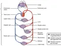 Schema des Herz-Kreislauf-Systems: Lungen, Herz, Aorta, Leber, Nieren, Magen, Darm und Körperteile. Rote Gefäße transportieren sauerstoffreiches, blaue sauerstoffarmes Blut.