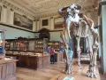 Szkielet mamuta w muzeum historii naturalnej wiedeń. W gablotach minerały i skamieniałości.