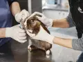 Ile kosztuje wizyta u weterynarza z królikiem? Sprawdź ceny i usługi