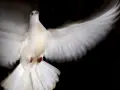 Weiße Taube im Flug, ein Symbol für den heiligen Geist.