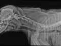 RTG kręgosłupa psa, widoczny implant. Rozważasz operację kręgosłupa u psa? Koszt może być wysoki, ale warto sprawdzić.