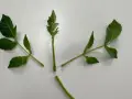 Gröna dahlia sticklingar redo att toppas för att främja buskigare tillväxt.
