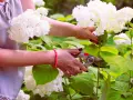 Frau schneidet mit einer Gartenschere weiße Hortensien. Die Blüten sind üppig und weiß, die Blätter grün.