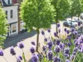 Nahaufnahme von Lavendelarten mit einer Biene, die Nektar sammelt. Im Hintergrund ein verschwommener Blick auf eine Straße mit Bäumen und Häusern.
