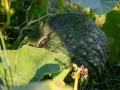 Zucche verdi e rugose, cresciute grazie a un ottimo concime per zucche, tra foglie rigogliose e un viticcio dorato.