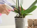 Eine Hand sprüht eine Orchidee mit einem rosa Sprühflakon. Die richtige Orchideen Pflege ist wichtig für gesunde Pflanzen.