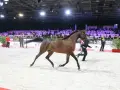 Un magnifique pur sang arabe en plein mouvement lors d'un show équestre, sous les regards d'un public nombreux.