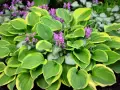 Bunte Hosta-Blätter mit lila Blüten. Ein schöner funkien standort im Garten.
