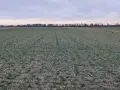 Zimowy krajobraz pól uprawnych na Lubelszczyźnie. Wartość ziemi rolnej w tym regionie jest kluczowa dla rolników.