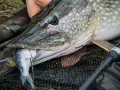 Ein großer Hecht mit einem kleineren Fisch im Maul, ein erfolgreicher Hecht Fang.