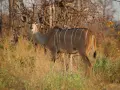 Kudu wielkie z charakterystycznymi białymi pasami na bokach, stojące w trawie.