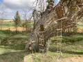 Un árbol con dos pequeñas puertas de madera y escaleras de cuerda, invitando a un arbolón paseo mágico. Un ciervo de madera decora la base.
