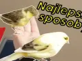 Jak złapać kanarka w prosty sposób i uniknąć stresu dla ptaka