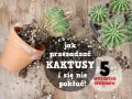 Jak przesadzić kaktusa, by się nie pokłuć? Na drewnianym blacie leżą kaktusy, doniczka i ziemia.