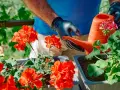 Ręce w czarnych rękawiczkach podlewają pelargonie z pomarańczowej konewki. Domowy nawóz do pelargonii zapewni im bujne kwitnienie.