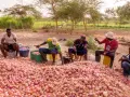 Senegal ludność: mężczyźni siedzą wśród ogromnej góry cebuli, przygotowując ją do zbiorów.