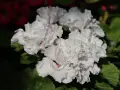 Kwitnące białe pelargonie, z delikatnymi różowymi akcentami, zachwycają. Czy pelargonia jest wieloletnia? Tak, przy odpowiedniej pielęgnacji może cieszyć oko przez lata.