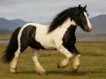 Un magnifique cheval cob gypsy pie noir et blanc galope dans un pré verdoyant, sa crinière au vent.