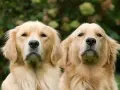 Dwa urocze szczenięta golden retriever patrzą w obiektyw, otoczone zielenią.