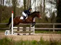 Cavalier et cheval en pleine phase du saut cheval, franchissant un obstacle en extérieur.