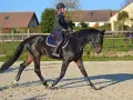 Une cavalière monte un cheval noir. Le cheval porte des protections aux membres, suggérant qu'il faut monter un cheval qui a de l'arthrose avec soin.