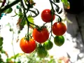 Busktomater i kruka hänger mogna och gröna. Solen lyser på de röda tomaterna som snart är redo att skördas.