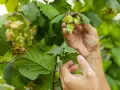 Händer plockar omogna nötter från en rödbladig hasselbuske. Gröna blad och nötter i fokus.