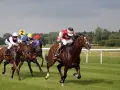 Course de chevaux : des jockeys en action sur l'hippodrome, le numéro 2 bien visible.