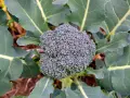 En frodig broccolihuvud omgiven av stora gröna blad. En vacker syn för alla som vill odla broccoli.