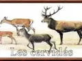 Illustration de plusieurs cervidés, dont un grand cerf mâle avec des bois impressionnants, une biche et deux jeunes faons.