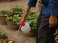 Persona rocía sus plantas con jabón potásico para protegerlas.