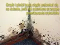 Widok narożnika ściany z widocznym grzybem i pleśnią. Konieczne odgrzybianie ścian, by zapobiec nawrotom wykwitów.