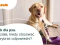 Jak założyć dławik dla psa - uniknij błędów i zapewnij bezpieczeństwo