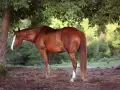 Cheval bai sous un arbre, profitant de l'ombre. Le pssm cheval est bien visible, avec sa robe brillante et sa longue crinière.