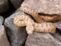Vipère aux écailles brunes et noires, lovée sur des rochers. Attention, une morsure vipère peut être dangereuse.