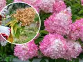 Beskärning av hortensia: en hand med handske klipper bort en vissnad blomställning från en hortensiabuske med rosa blommor.