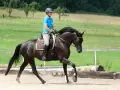 Reiterin in blauer Reitbekleidung übt mit einem dunklen Pferd die Anlehnung im Schritt auf einem Reitplatz.
