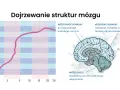 Wykres pokazuje rozwój funkcji wykonawczych u dziecka neurotypowego. Obok ilustracja mózgu z zaznaczonymi obszarami: gadziego, emocjonalnego i racjonalnego.