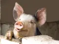 Un suino curioso spunta da una staccionata, con le grandi orecchie rosa e un muso espressivo.