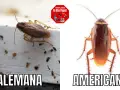 Comparación de cucarachas: Blattella germánica (alemana) y cucaracha americana.