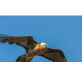 Un gypaète barbu, majestueux vautour fauve, plane dans un ciel bleu éclatant, ses ailes déployées.