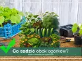 Kompozycja warzyw i kwiatów, z ogórkami w centrum. Dowiedz się, co sadzić obok ogórków, by stworzyć idealne sąsiedztwo.