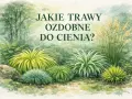 Witaj w świecie traw ozdobnych do cienia! Różnorodne formy i odcienie zieleni tworzą malowniczy zakątek.