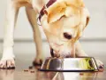 Czy pies może jeść kocie jedzenie? Oto co warto wiedzieć o zdrowiu psa