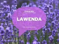 Pole lawendy, na którym widnieje napis "LAWENDA" i informacja o poradniku. Poznaj różne lawenda odmiany.