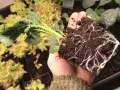 En hand håller en planta med kraftiga rötter, redo att planteras. En perfekt start för att odla svartkål.