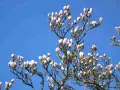 Ett magnoliaträd med många rosa och vita knoppar mot en klarblå himmel. Våren är här!