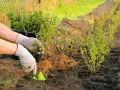 Sadzenie pęcherznicy żywopłot. Ręce w rękawiczkach sadzą młode krzewy z gołym korzeniem w rzędzie.