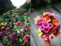 En bukett med färgglada zinnia elegans blommor, med rosa, orange, gula och röda nyanser. Till vänster syns en rabatt med fler zinnia.