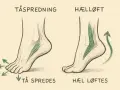 Illustrationer visar hur muskler i foten arbetar vid tåspridning och hällyft.